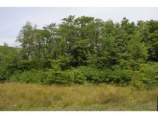 Property photo 107 - LAND AUCTION - 215+/- ACRES OFFERED IN 6 TRACTS IN VAN WERT COUNTY, OHIO